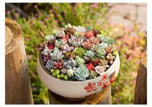 黑料吃瓜多肉小野猫,吃瓜达人小野猫的多肉生活