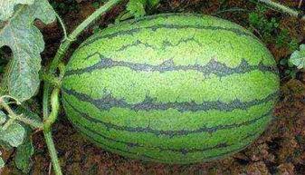 24小时吃瓜黑料下载,下载背后的真相与影响